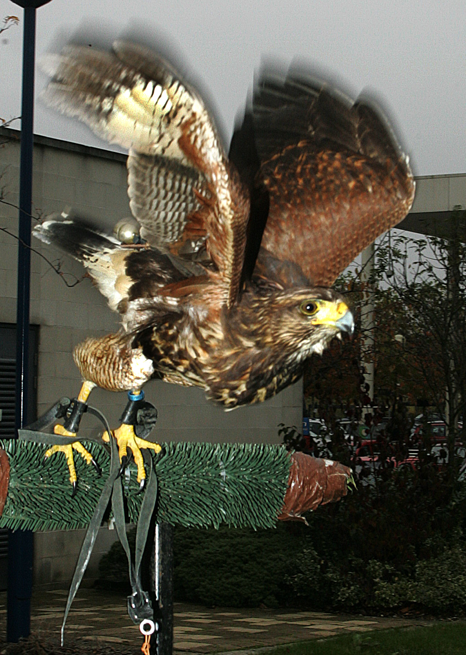 Hawk take off