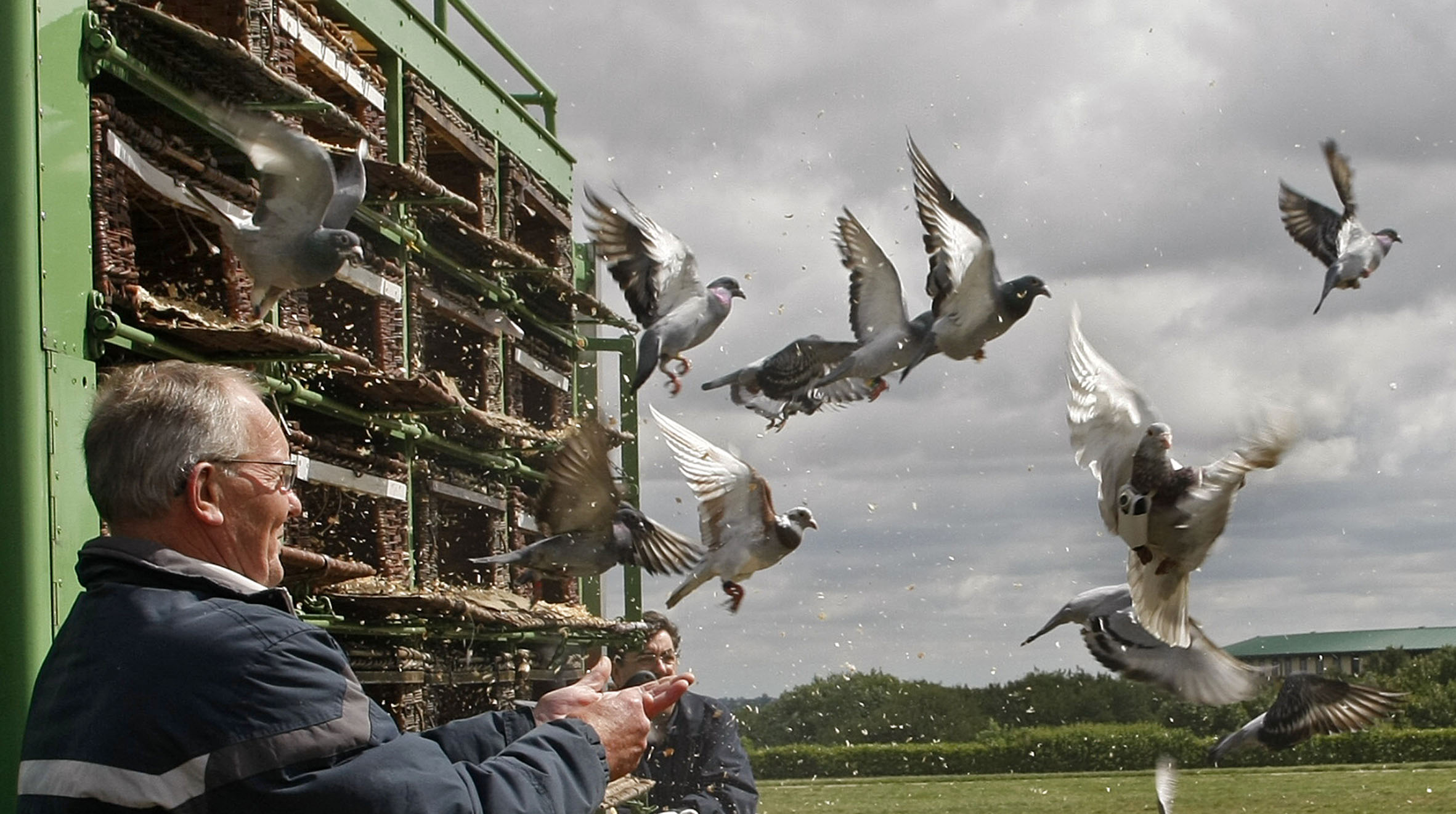 Pigeon Release