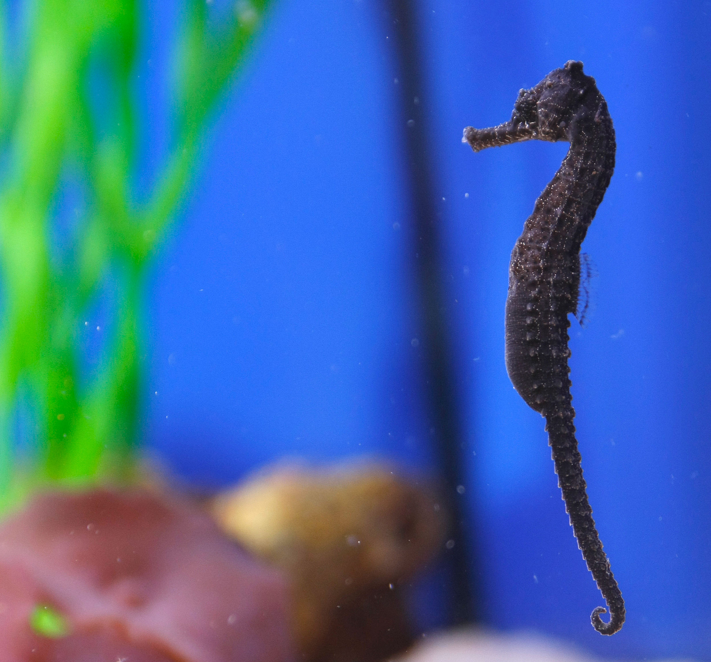 Seahorse